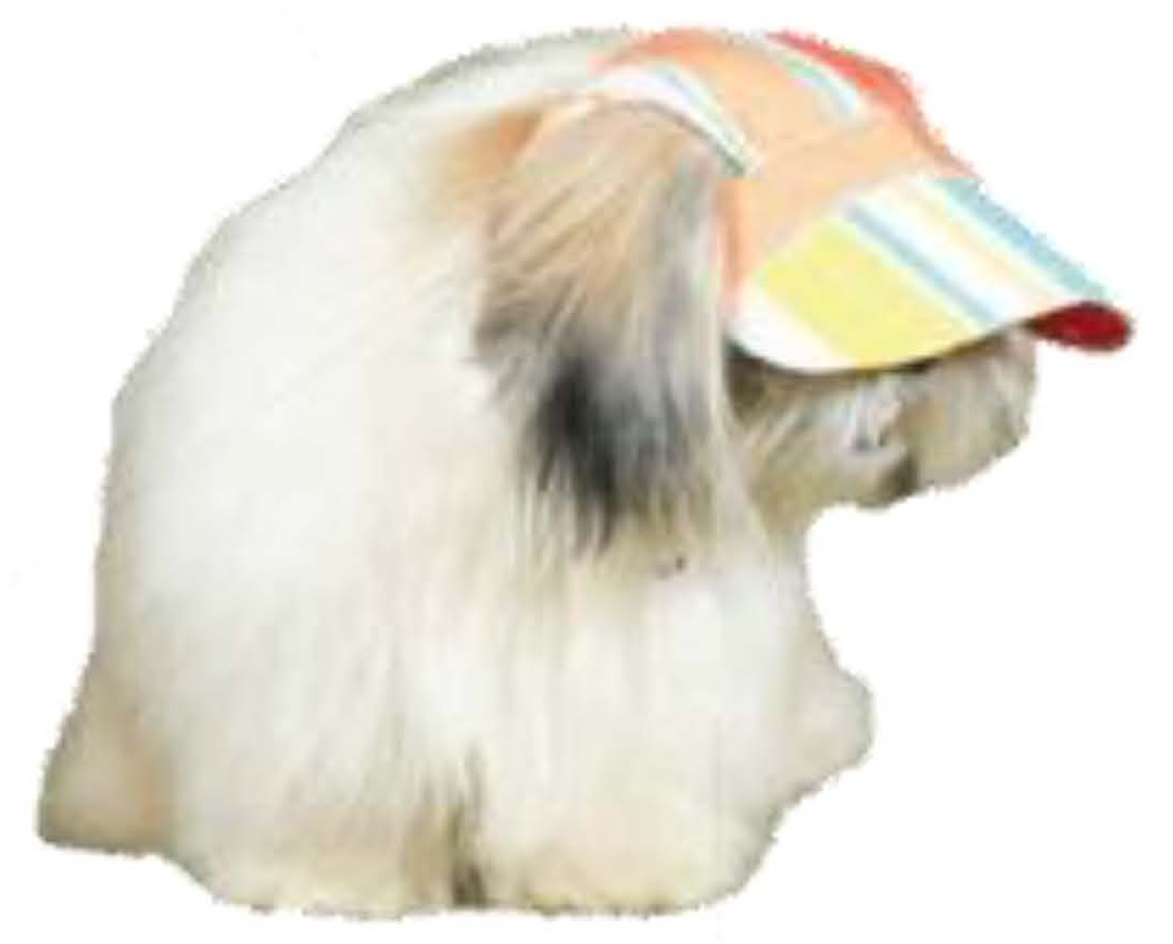 Pet Cap 2